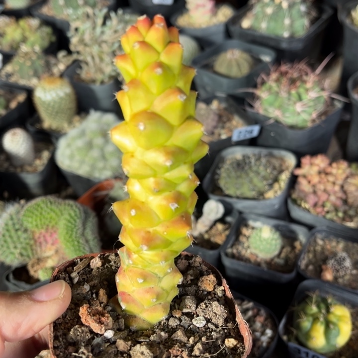 将军阁锦一物一拍自根