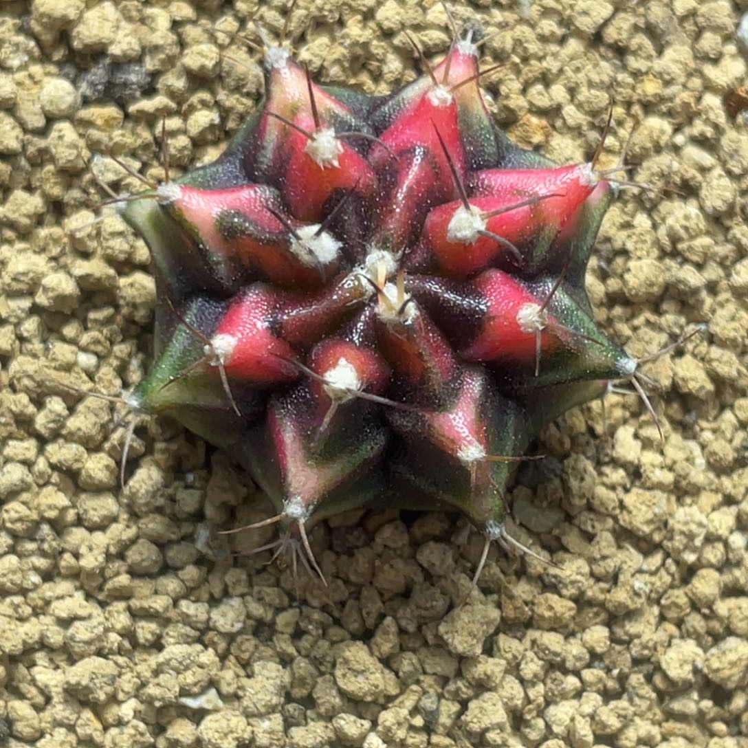 当前无花朵，栽培后可花朵红虎斑三角V背锦