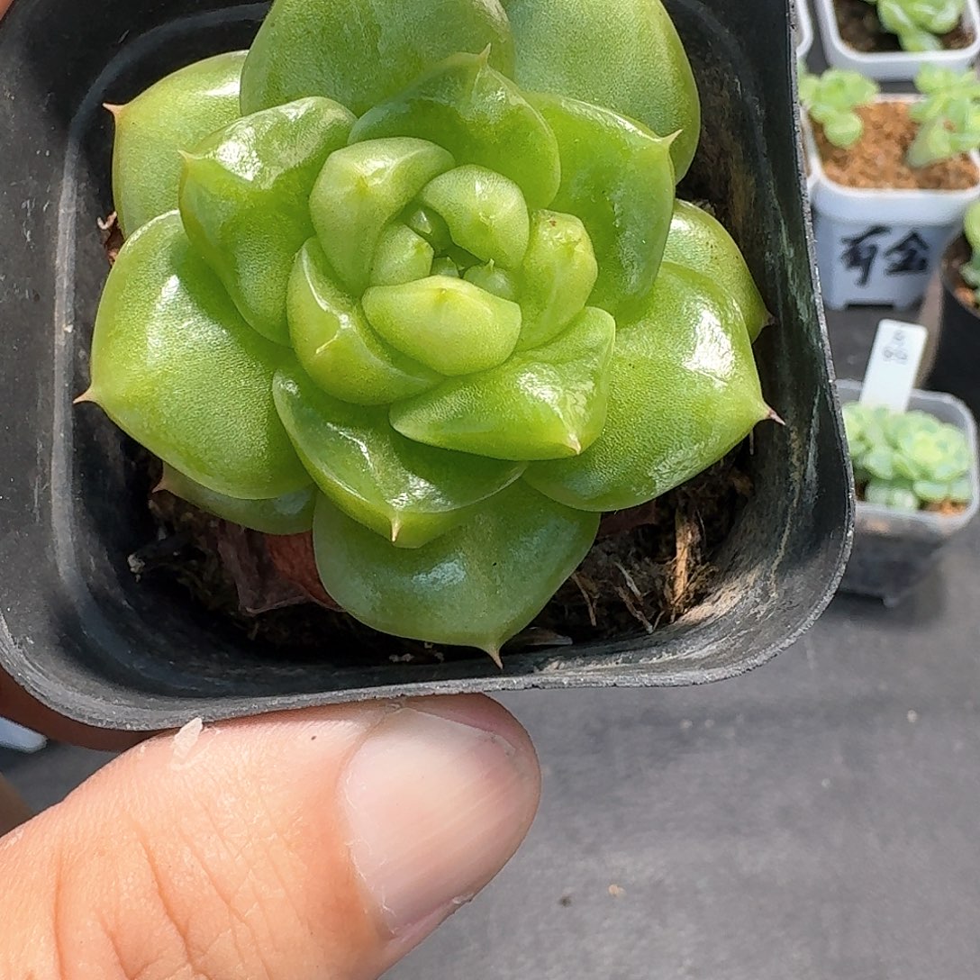 159号珍妮单头111111