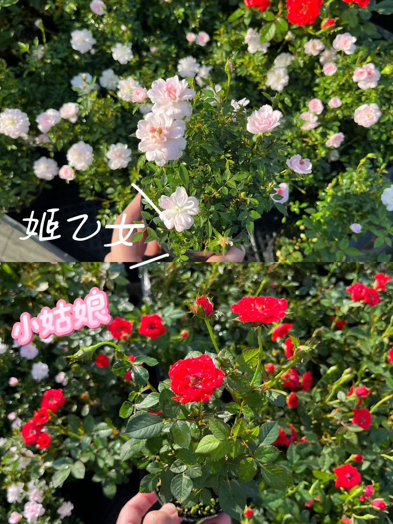 超微型小月季姬乙女四季开花阳台盆栽苗