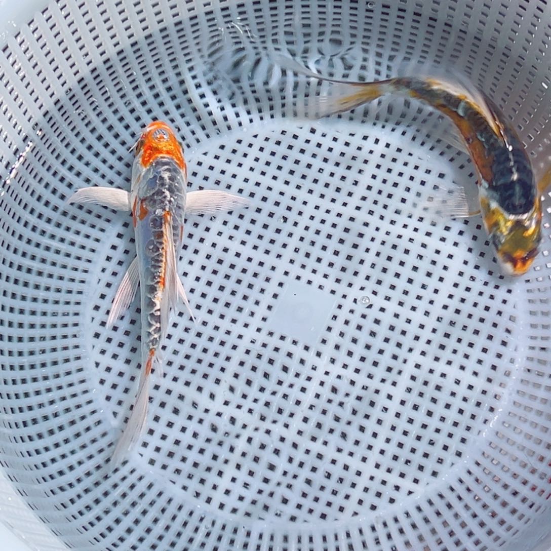 锦鲤锦鲤观赏鱼1111