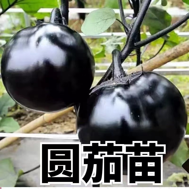 （拍2发3）紫圆茄种苗四季蔬菜蔬菜秧苗高产优质种苗穴盘苗
