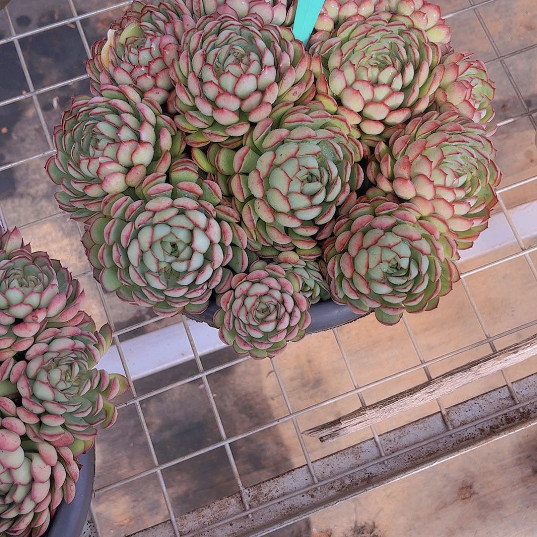 半***～梦幻玫瑰Ａ920一颗一物一拍