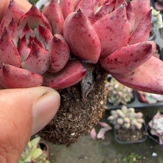 290红颜蜜语多肉植物多