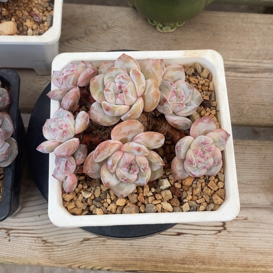 ?****?哈哈哈哈哈哈哈哈