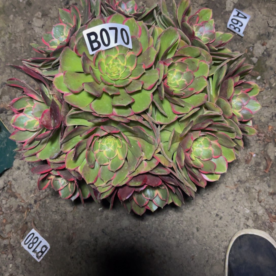 粉花妖16//16包邮