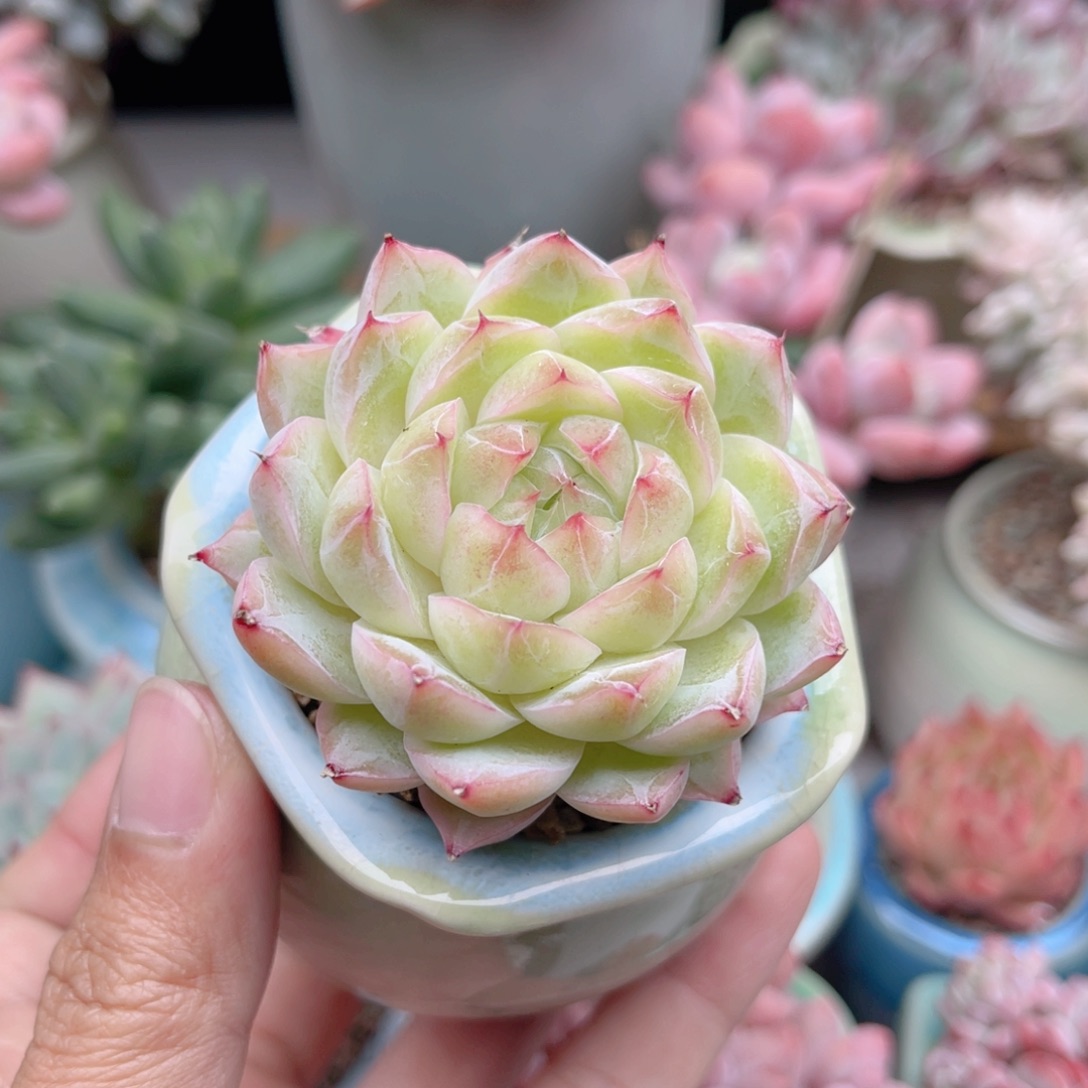 848 麦秆杂交 带陶瓷盆发货 一物一拍