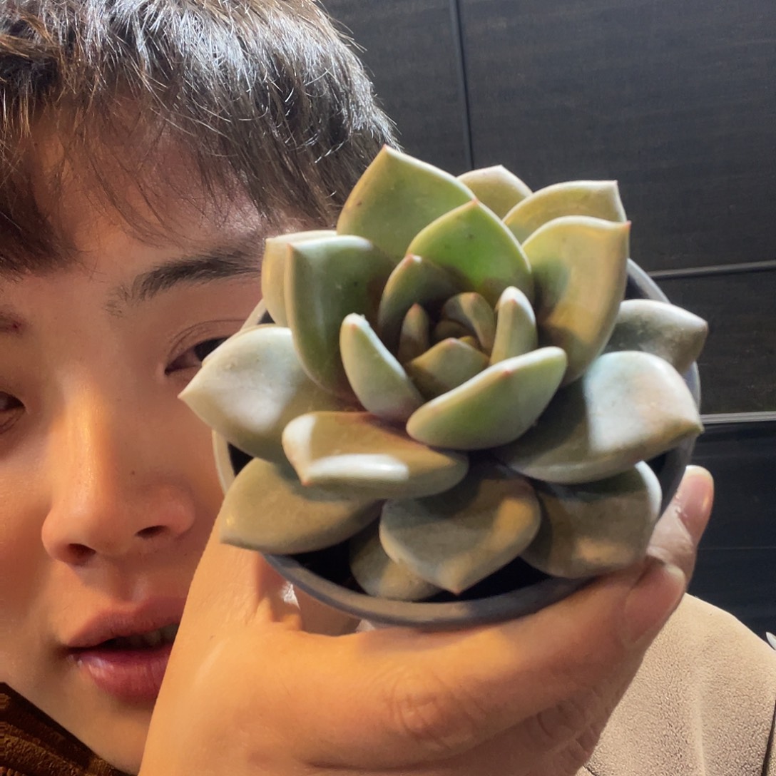 德国香槟满20包邮脱土发货