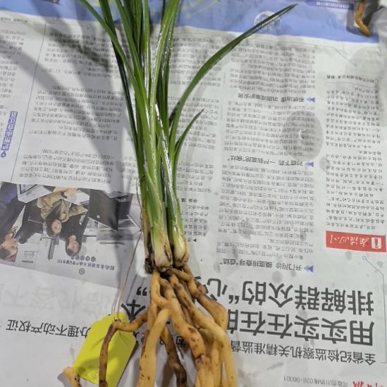 完全开放玉堂春4个头