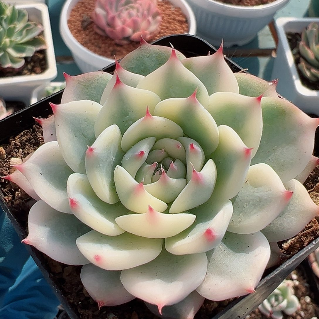 吉娃娃锦，覆轮锦