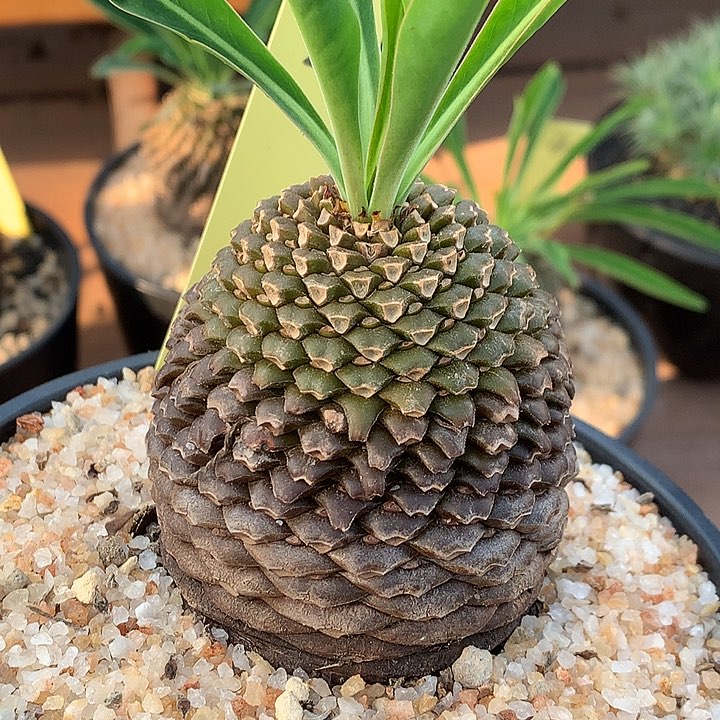 2铁甲丸111111111111