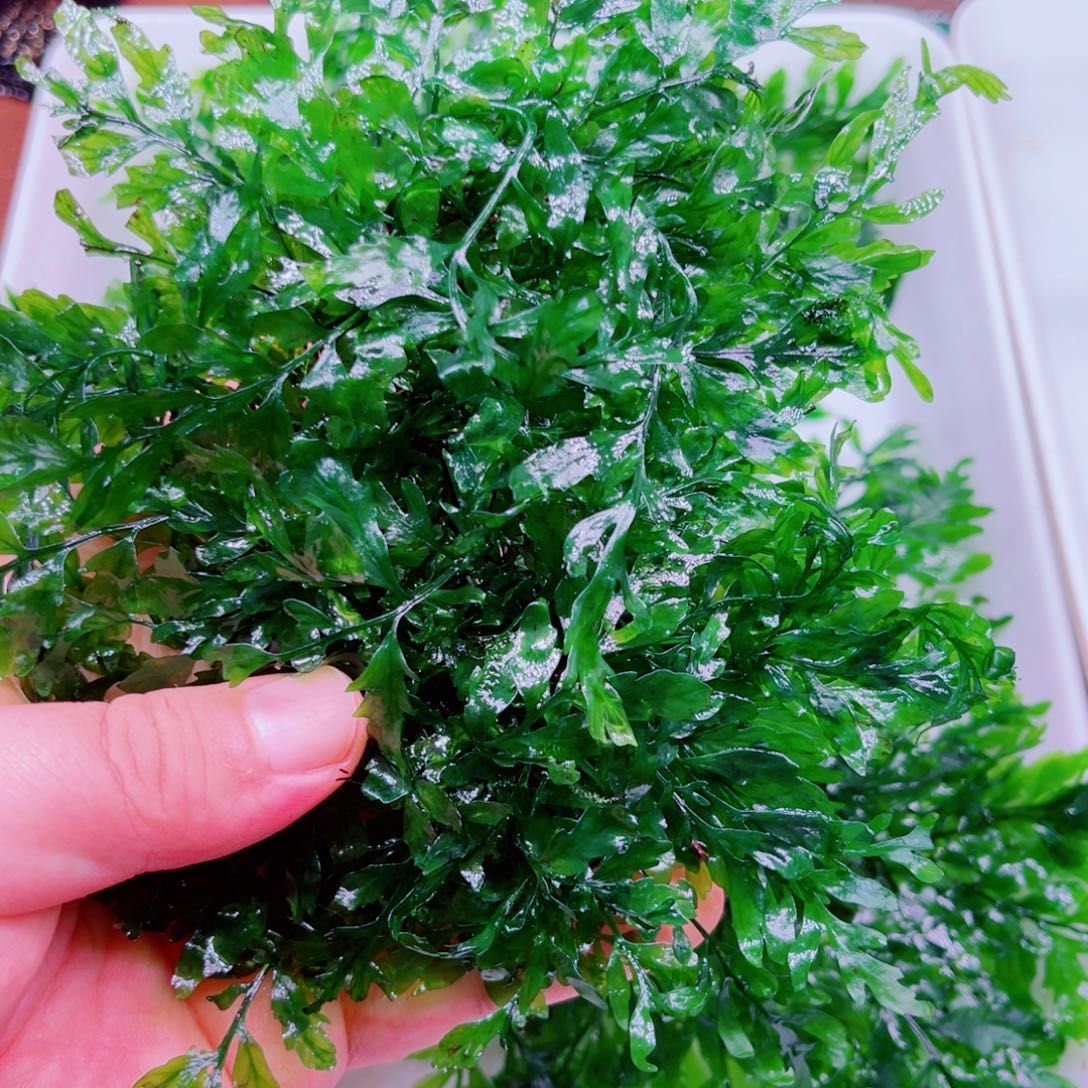 美小呆特价套餐一份