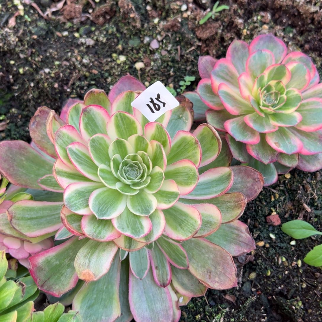 花****185孔雀翎多肉洗澡了