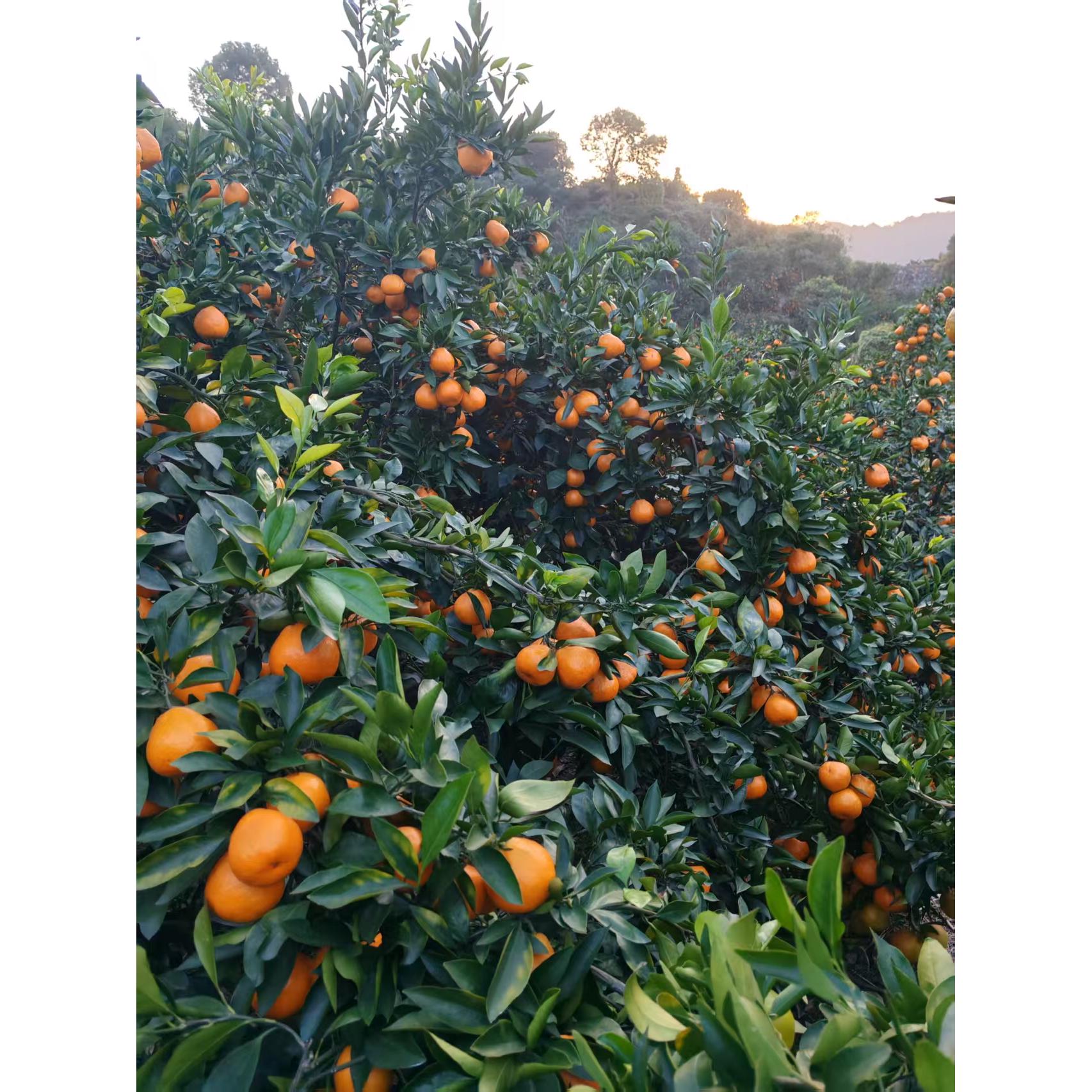 高山蜜桔次果香甜多汁新鲜现摘产地直发孕妇水果柑橘