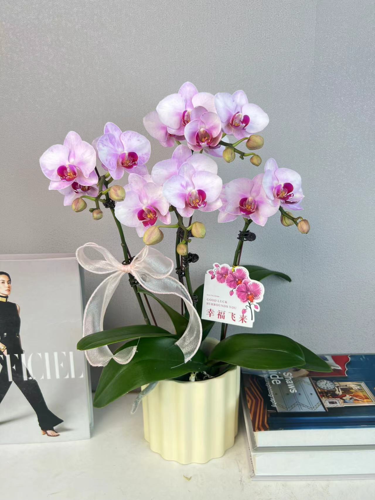 《杭州美女》蝴蝶兰艺术组盆鲜花摆设高端花卉