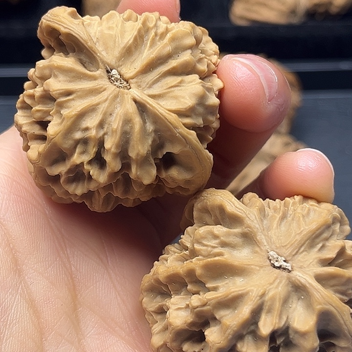 木质类秦岭突突突突突突