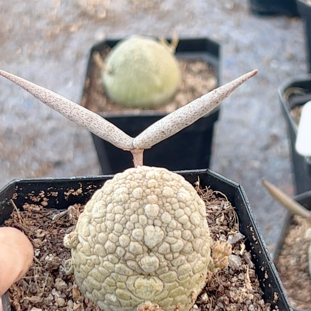 实生 凝蹄玉仙人球