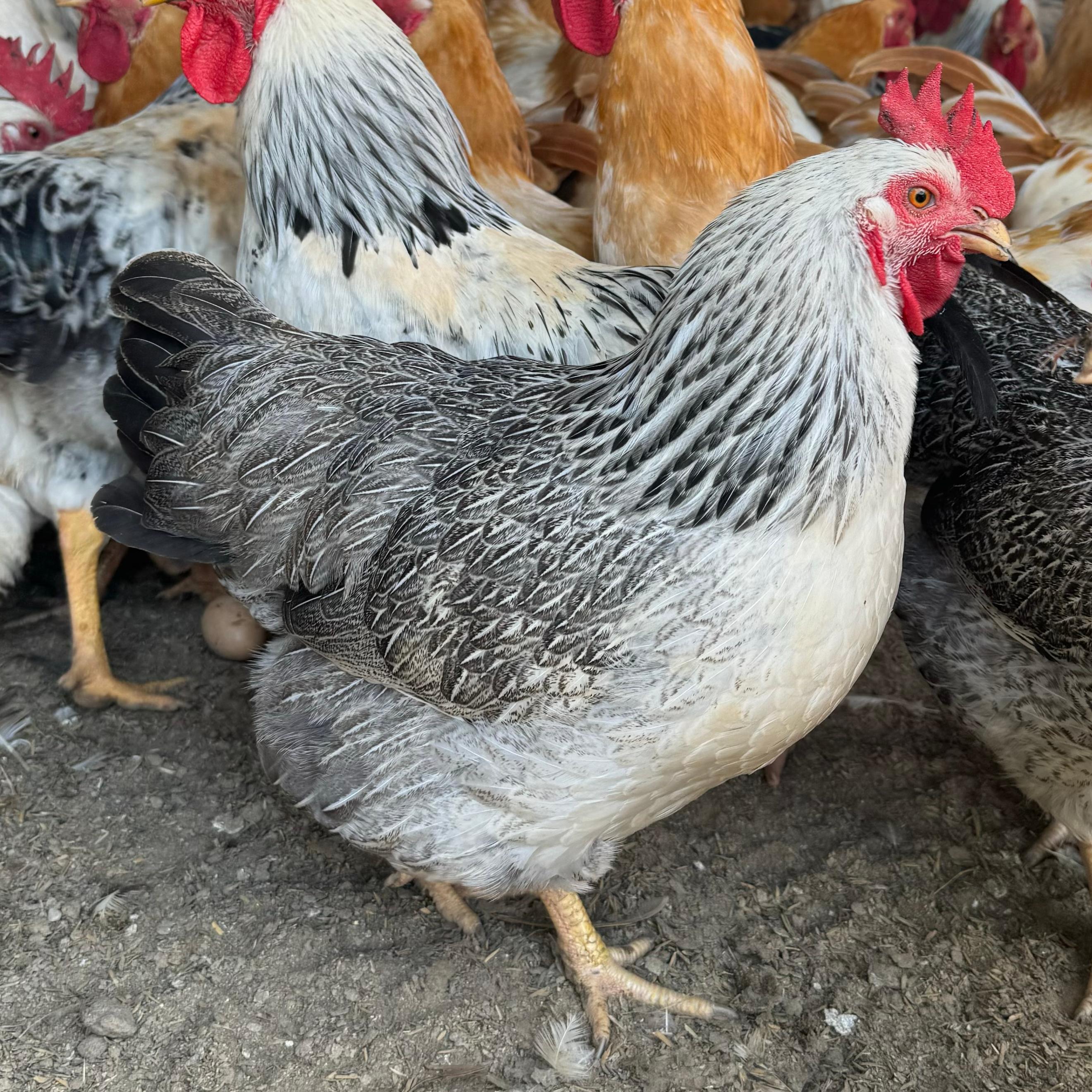 两只稻花母鸡 宠物鸡 顺丰包邮