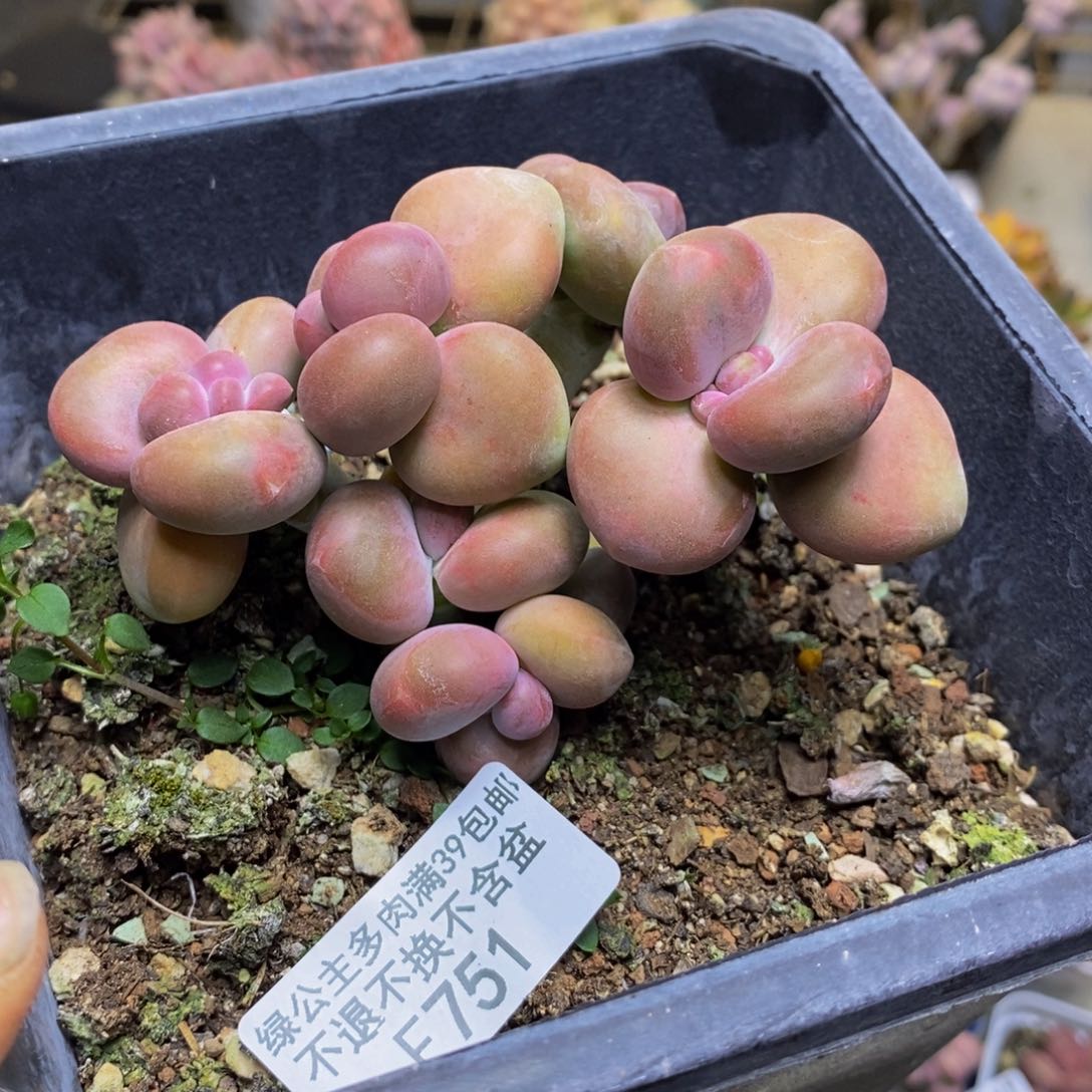 751芒果奶二代7cm