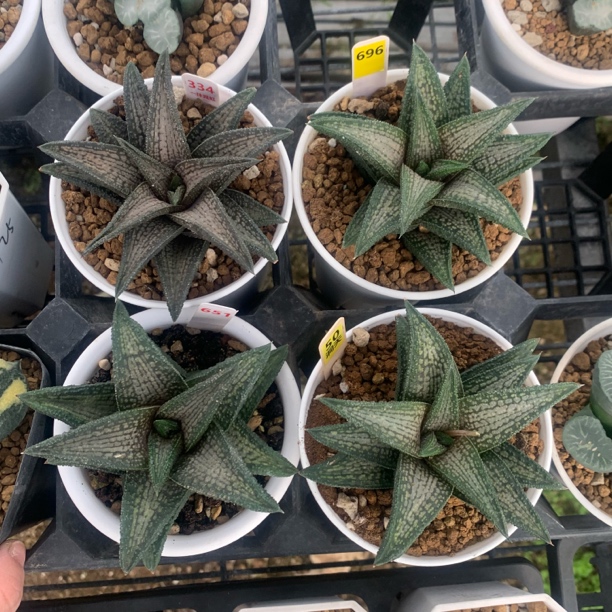 新品锦带桥非组一物一拍带盆发货十二卷多肉植物冰灯玉露万象玉扇