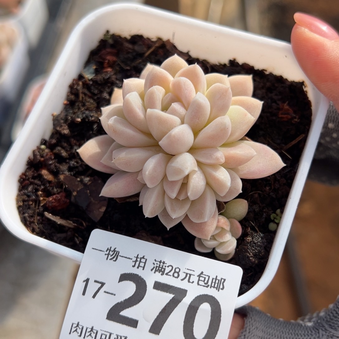 奶油美人多肉多肉多好