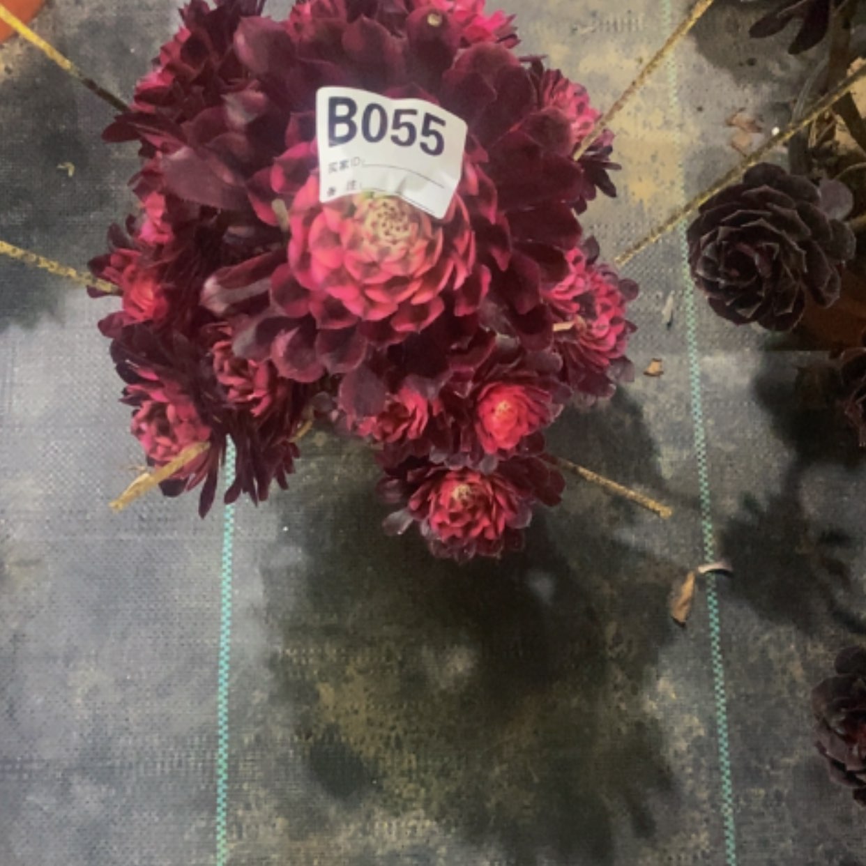 【闪购商品】红桐055