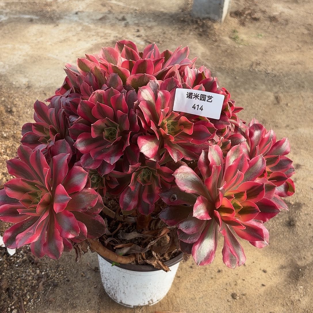 女妖多肉植物大颗414