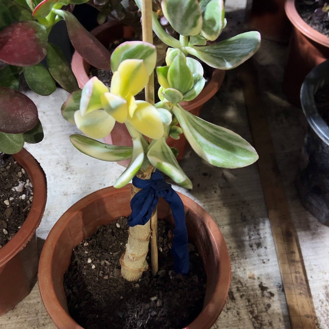 重***美老三色花月白锦带盆0868