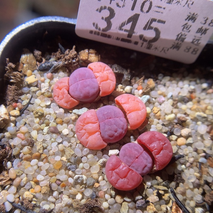 精品生石花310.345