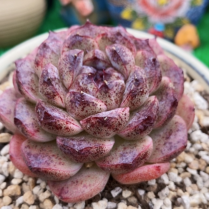 黑沙滩单头多肉黑色