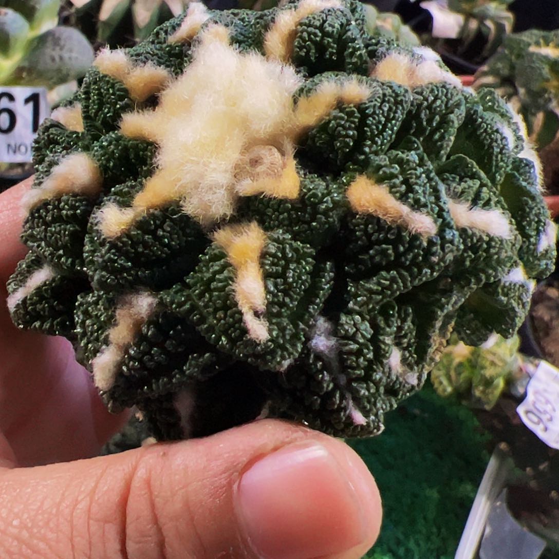 双头辛顿牡丹149