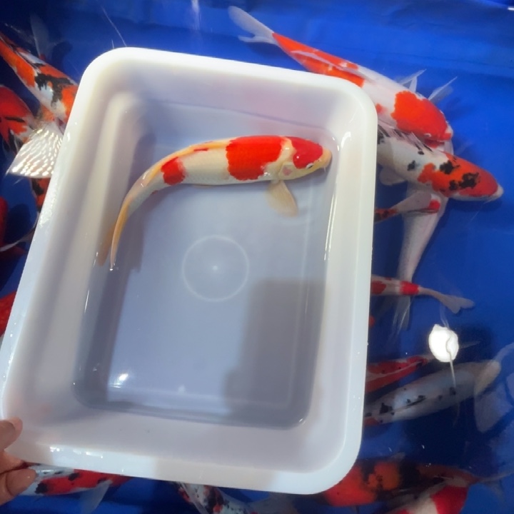 锦鲤锦鲤红白三色