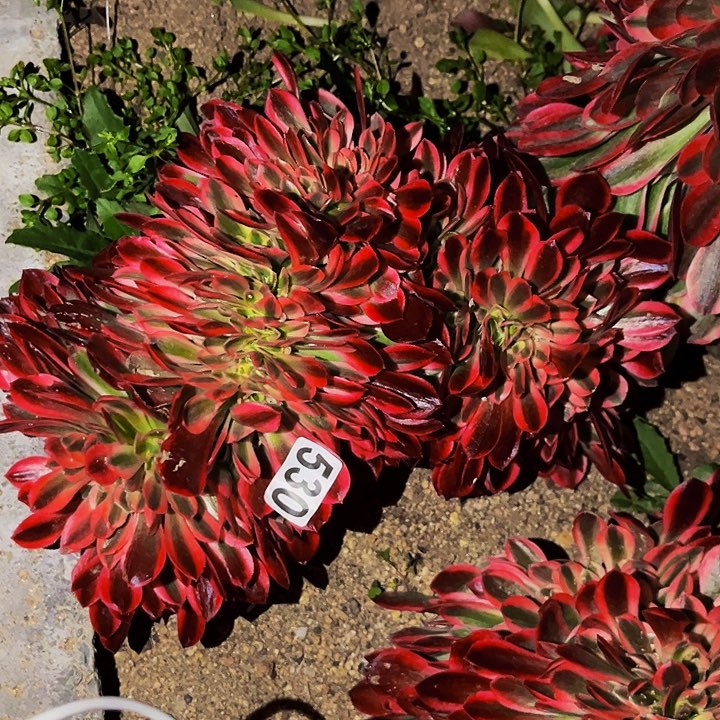 530女妖多肉植物