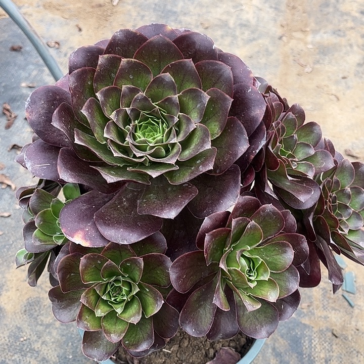 魅金玫瑰多肉植物131