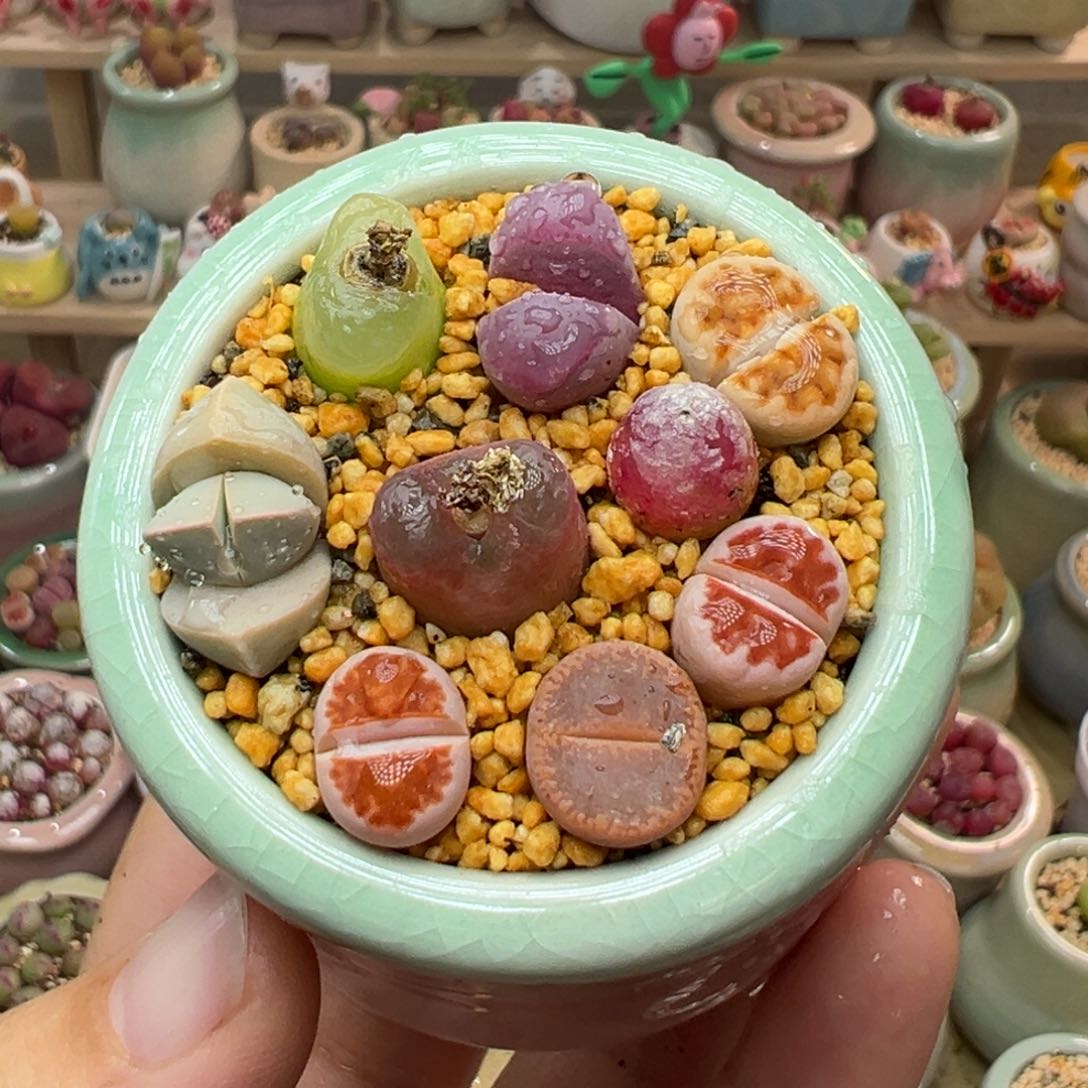 多肉植物27号彩色拼盘