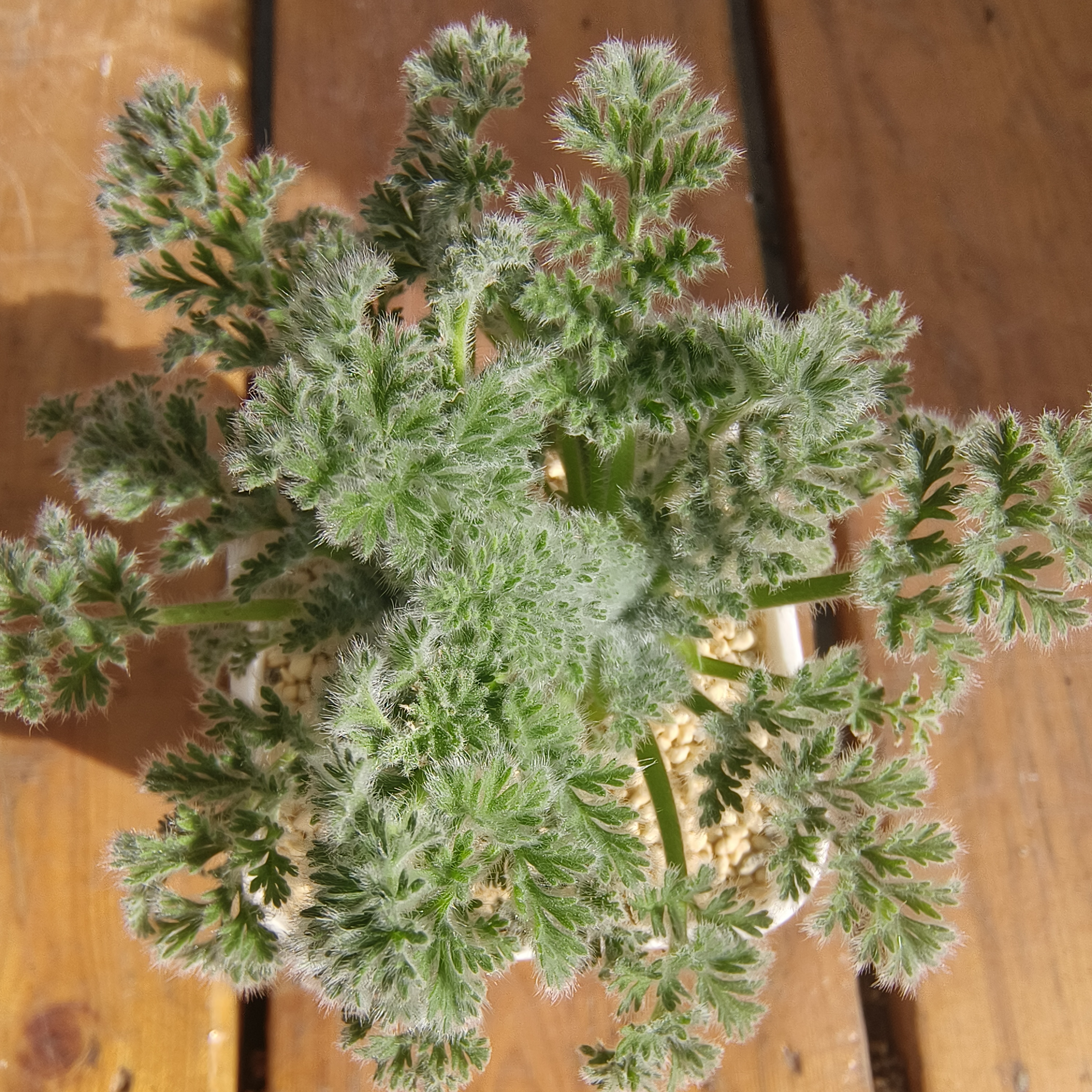 慢悠花房 羽叶洋葵  阳台绿植园艺盆栽花卉庭院多肉植物