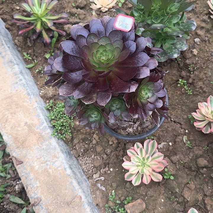 多肉植物法师121号无售后