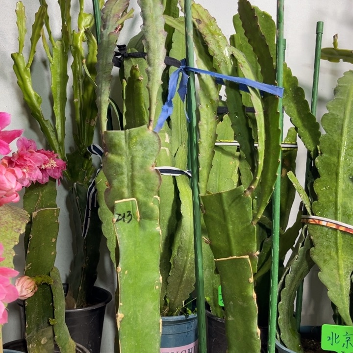当前无花栽培后可以开花静**初小红213