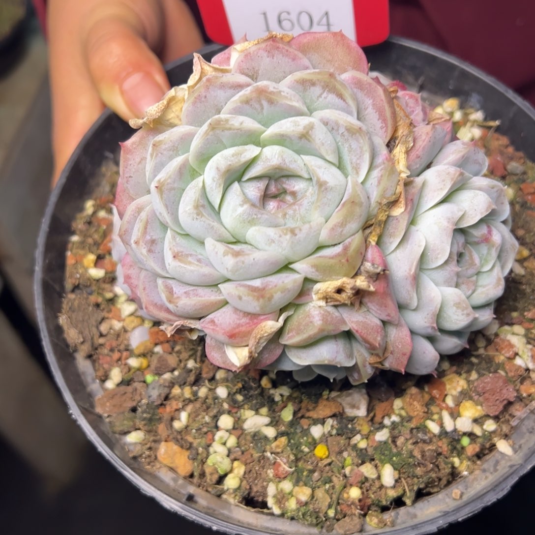 b****m1604肉多么多么多哦