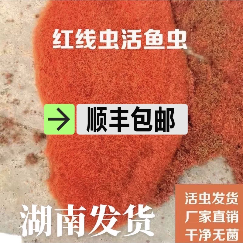 红线虫活鱼食活体线虫水蚯蚓红丝虫大小观赏鱼高蛋白发色饲料