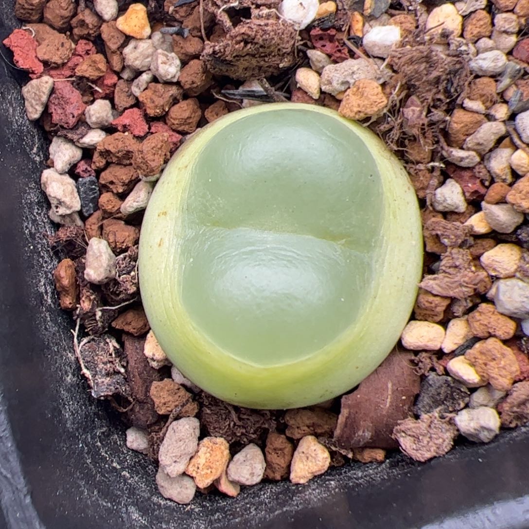 0329号拉登 多肉植物