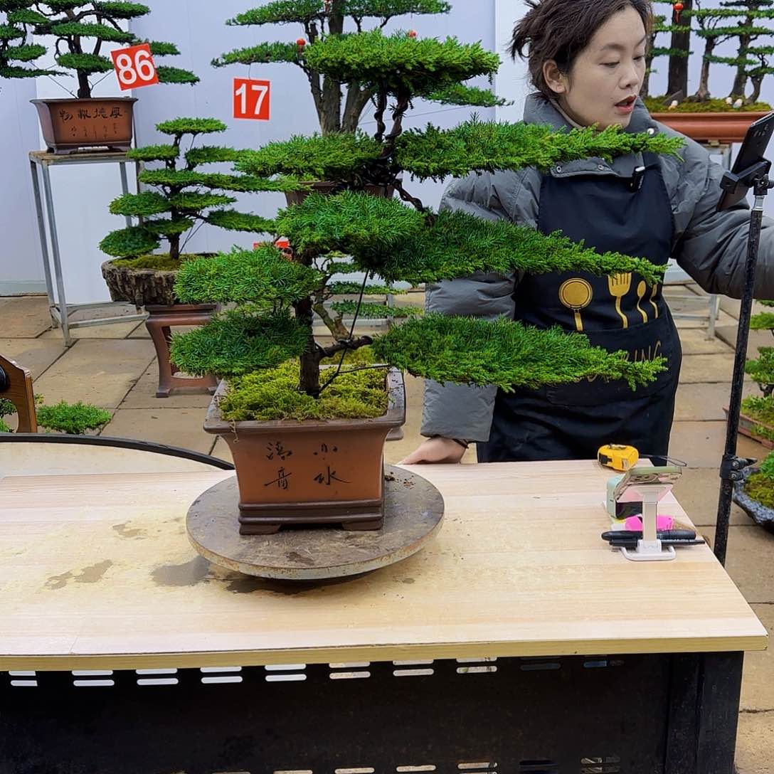 盆景直播间一物一拍