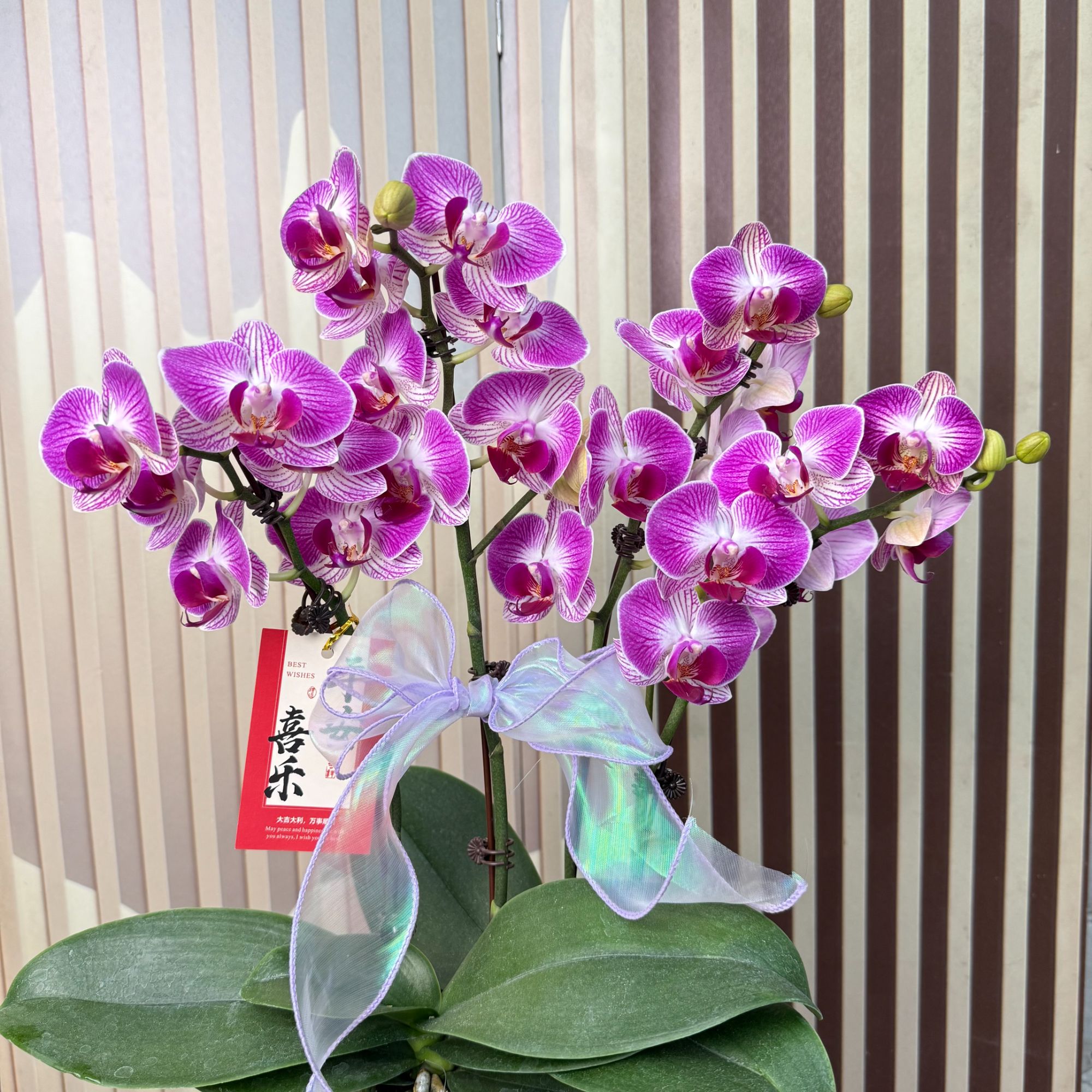 组盆装【天堂鸟】高品质蝴蝶兰 带花带苞发货 6-7个月花期