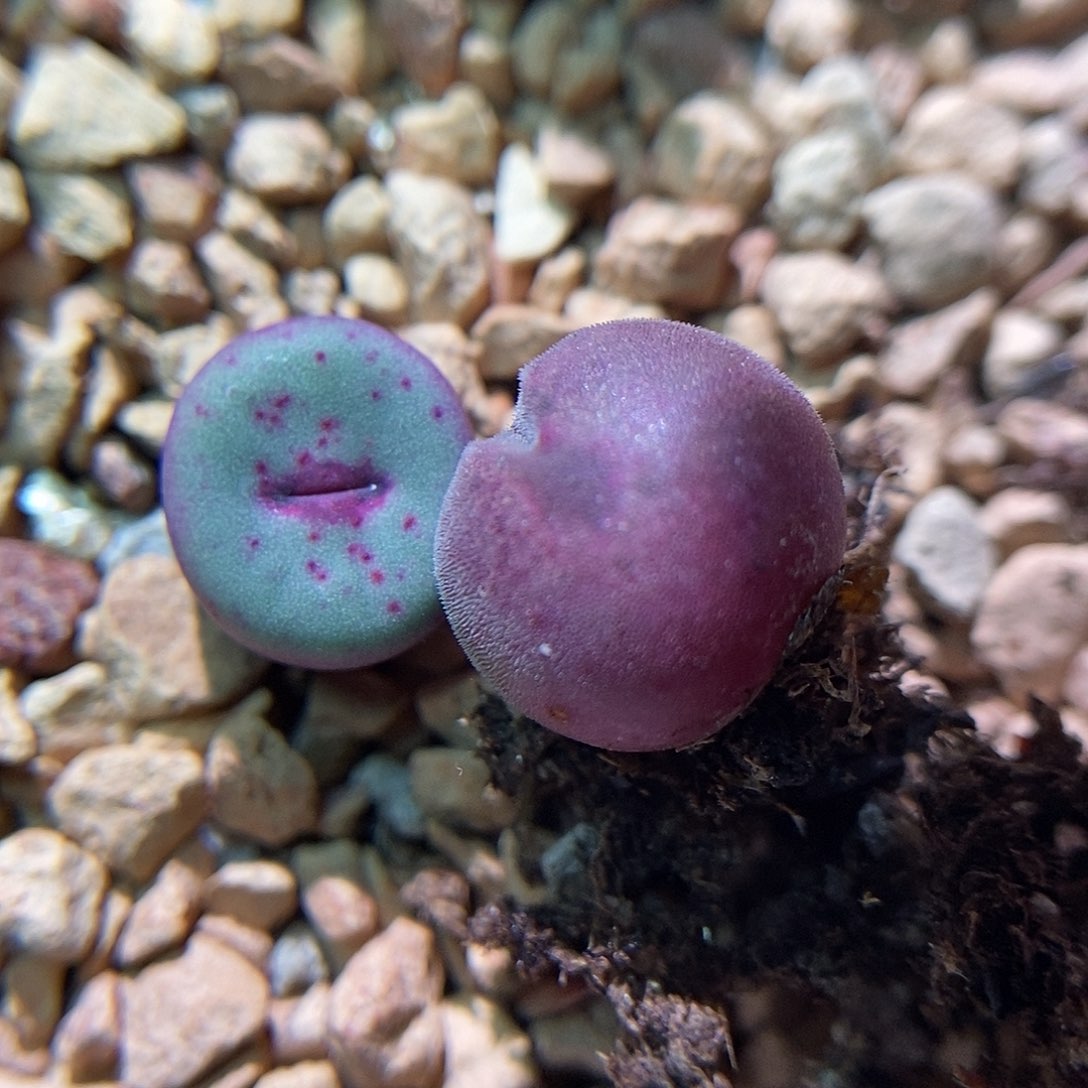 793大眼睛两年包邮