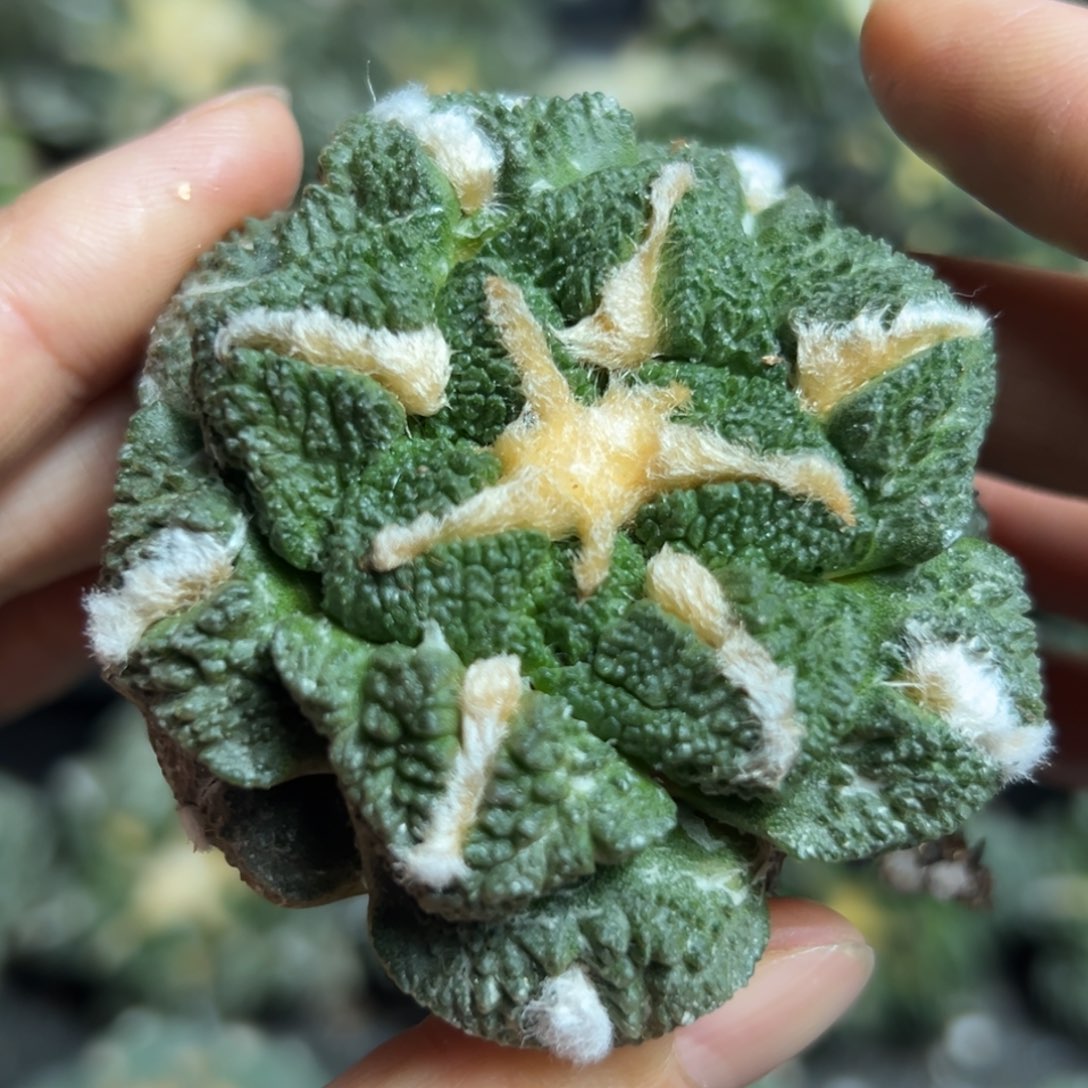 317脱土带根发货