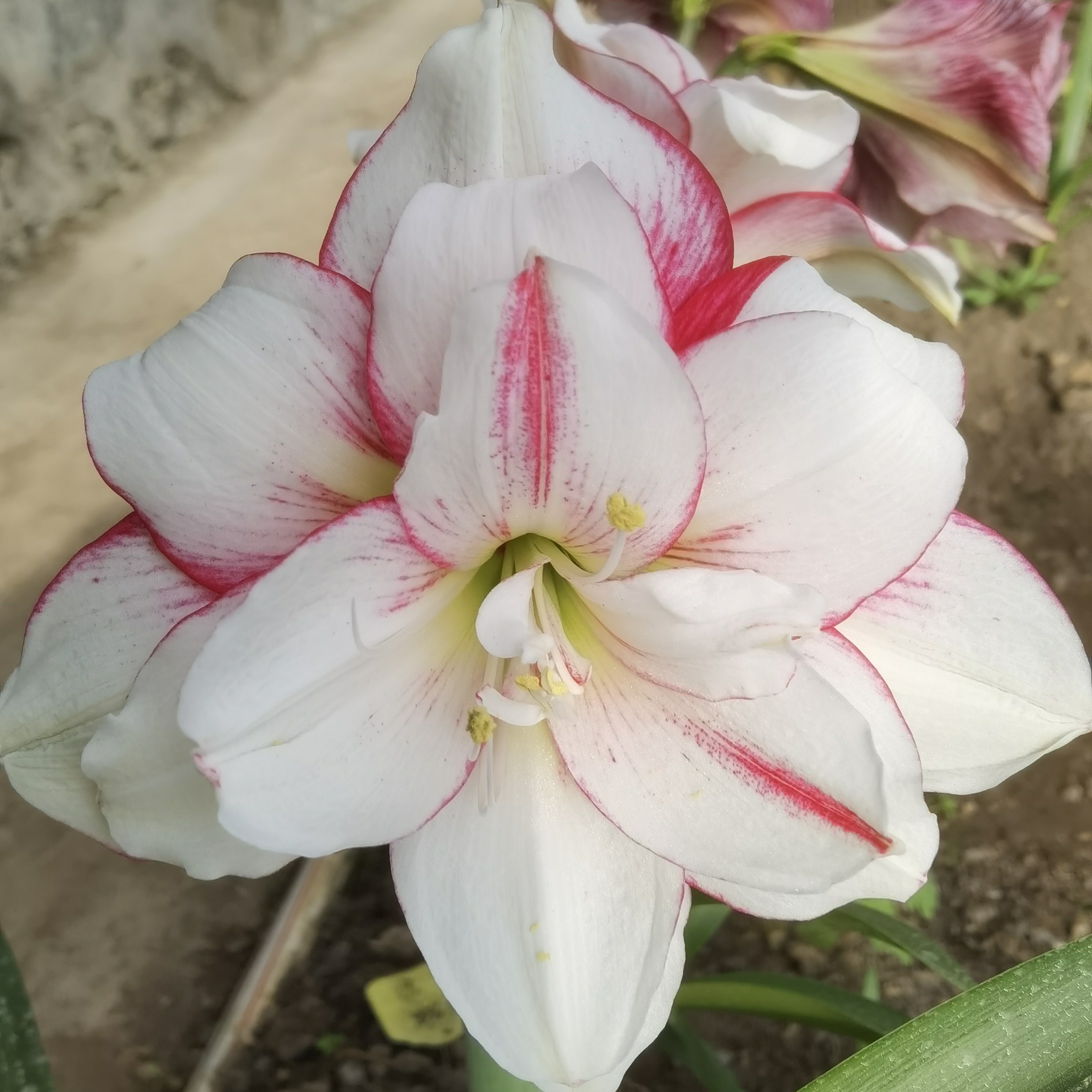 朱顶红晓蒙花卉瑞秋1-2