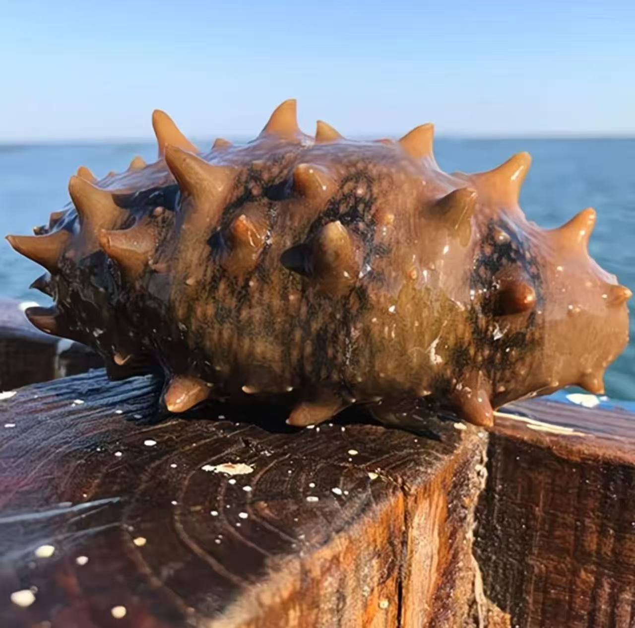 大连海参真空包装肉质肥美软硬适中新鲜美味口感Q弹有嚼劲