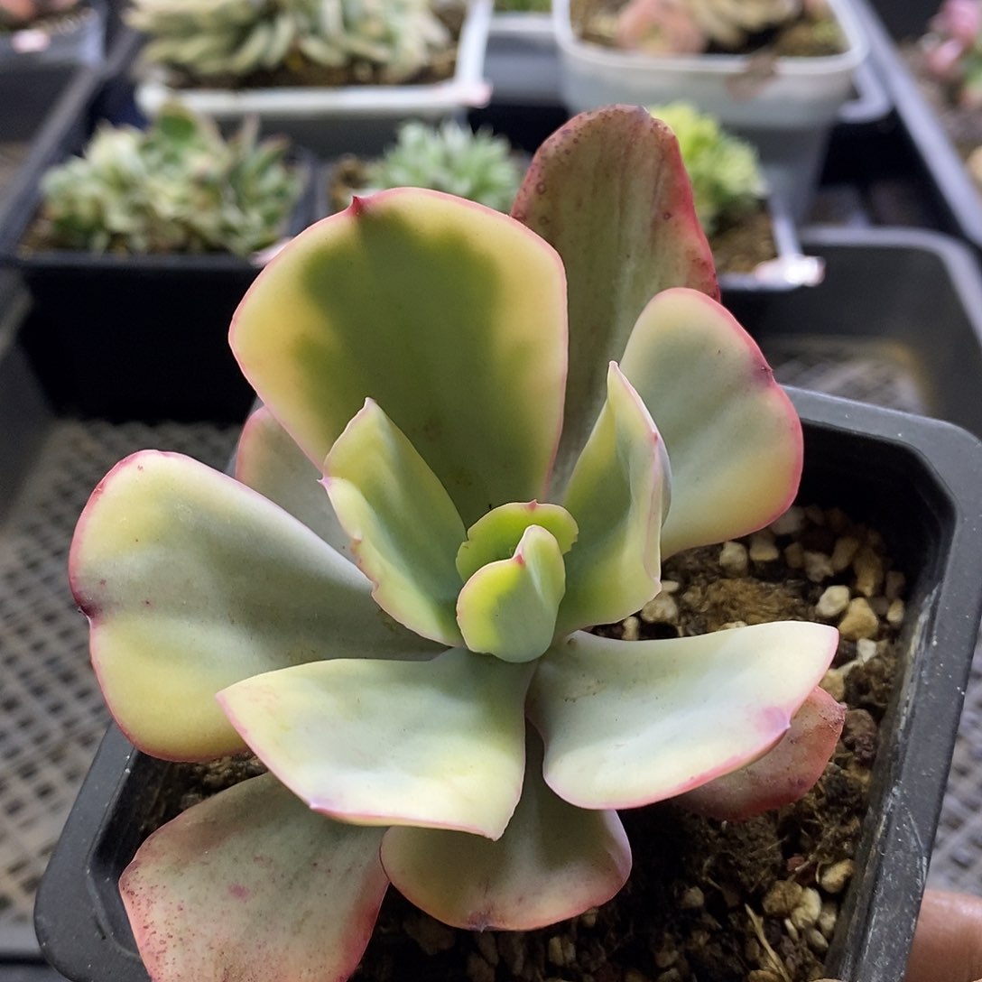 09109大瑞蝶腹轮锦多肉