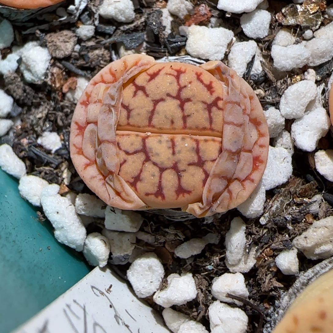 3.13，c383舞岚小朋友，9012