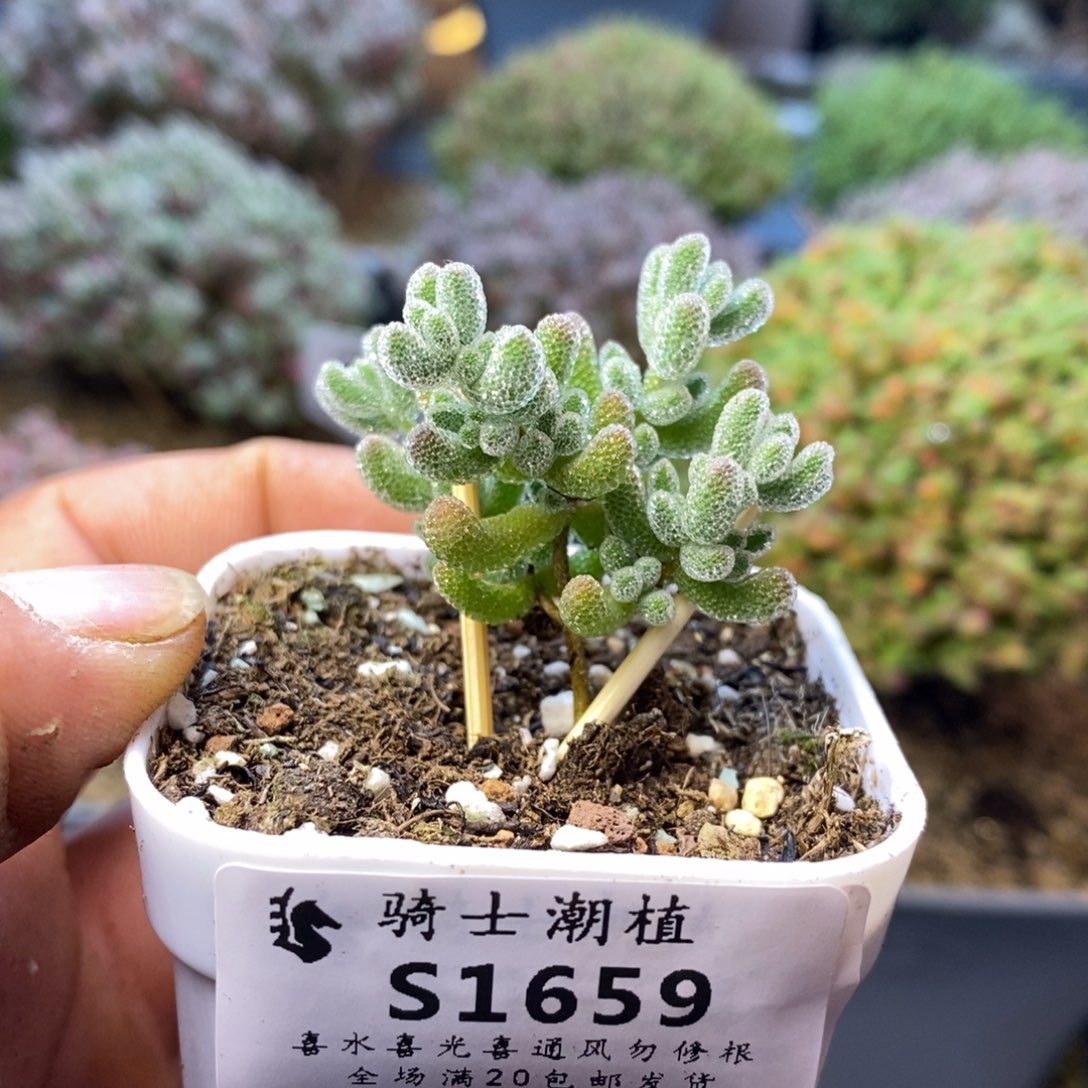 1659优选冰晶枝干